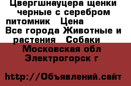 Цвергшнауцера щенки черные с серебром питомник › Цена ­ 30 000 - Все города Животные и растения » Собаки   . Московская обл.,Электрогорск г.